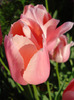 Tulipa Menton (2011, May 15)