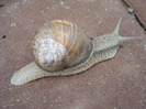 Garden Snail_Melc (2011, May 19)