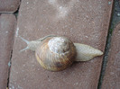 Garden Snail_Melc (2011, May 19)