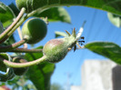 Apples_Mere Summer Red (2011, May 13)