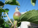 Apples_Mere Summer Red (2011, May 13)