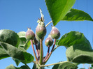 Apples_Mere Summer Red (2011, May 13)