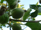 Apples_Mere Summer Red (2011, May 17)