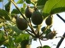 Apples_Mere Summer Red (2011, May 17)
