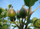 Apples_Mere Summer Red (2011, May 17)