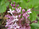 Syringa patula Miss Kim (2011, May 15)