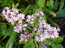 Syringa patula Miss Kim (2011, May 17)