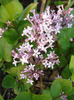 Syringa patula Miss Kim (2011, May 17)