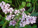 Syringa patula Miss Kim (2011, May 17)