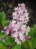 Syringa patula Miss Kim (2011, May 17)