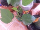 SAM_1428