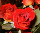 Trandafiri - buchete de mireasa trandafiri de gradina rosii albastri albi