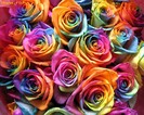 trandafiri_pentru_tine_1234876585