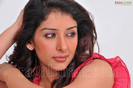sameeksha-pink-ragalahari-photosession174