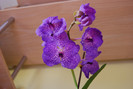 Vanda