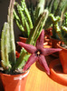 Stapelia Baylissi (5)