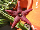 Stapelia Baylissi (1)