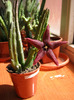 Stapelia Baylissi