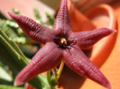 Stapelia Baylissi (6)