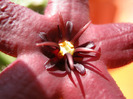 Stapelia Baylissi (7)