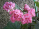 australian pink rosebud