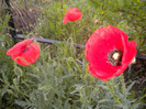 DSCN1047