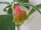 Kohleria Yf\'s Surprise 1