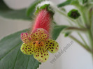 Kohleria Yf\'s Surprise 3