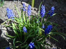Muscari