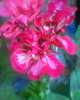 muscata