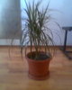 dracena