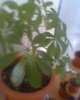 scheflera