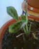 maranta