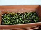 P1010244