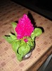 Celosia