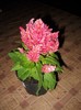 DSCN5686