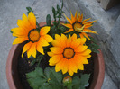 gazania