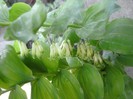 PECETEA-LUI-SOLOMON (Polygonatum odoratum Mill. Druce)