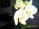 Orhidee 2011