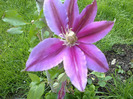 clematis Dr. Rupel