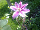 clematis Dr. Ruppel