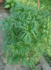 DSC06366