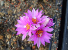 DSCF7887
