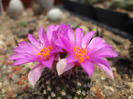 DSCF7779