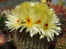 DSCF7785