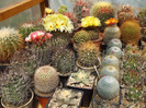 DSCF7801