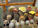 DSCF7802