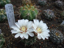 DSCF7890