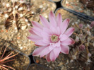 DSCF7830