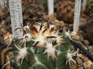 Coryphantha tripugionacantha